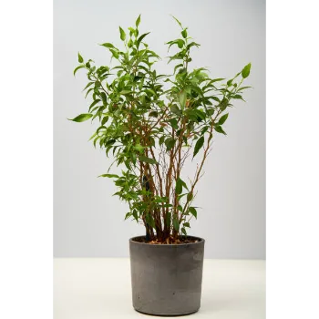 Ficus Benjamina Plant
